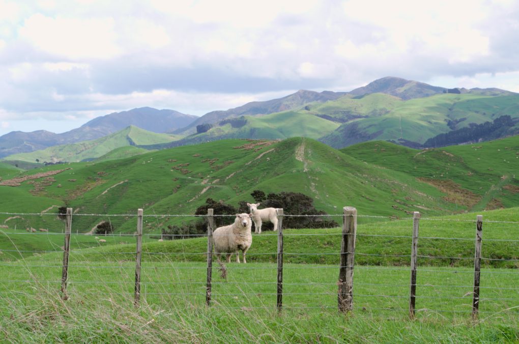 guide-to-house-sitting-in-new-zealand-yonder-stoke